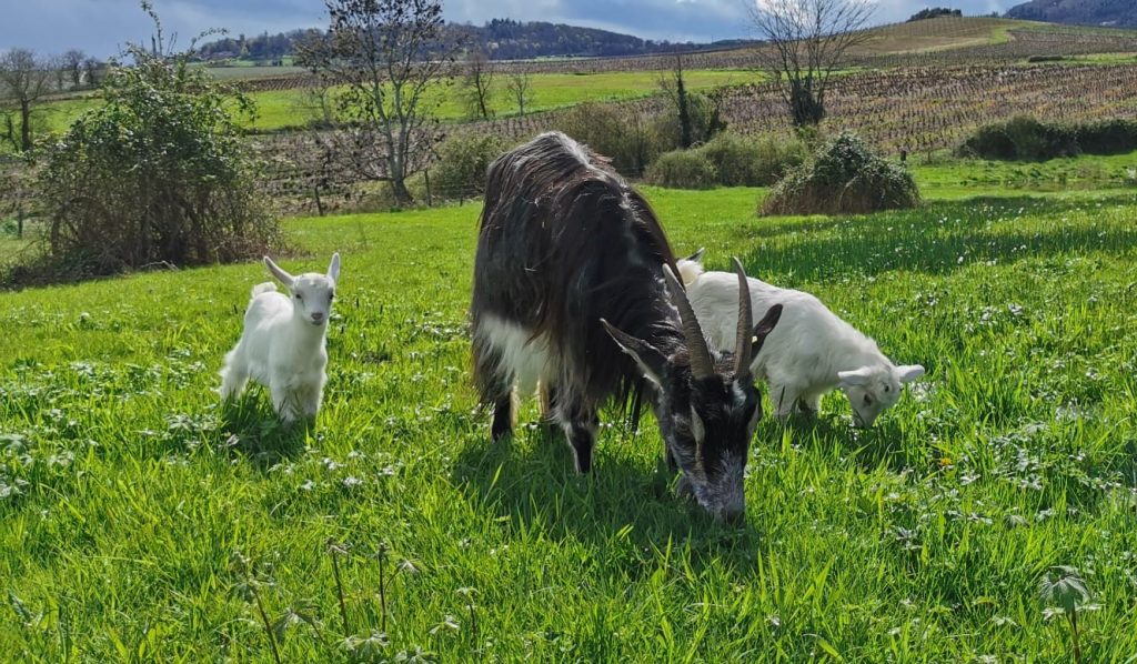 Une chèvre noire et blanche à poils longs, qui broute l'herbe verte d'un pré avec ses deux chevreaux blancs.