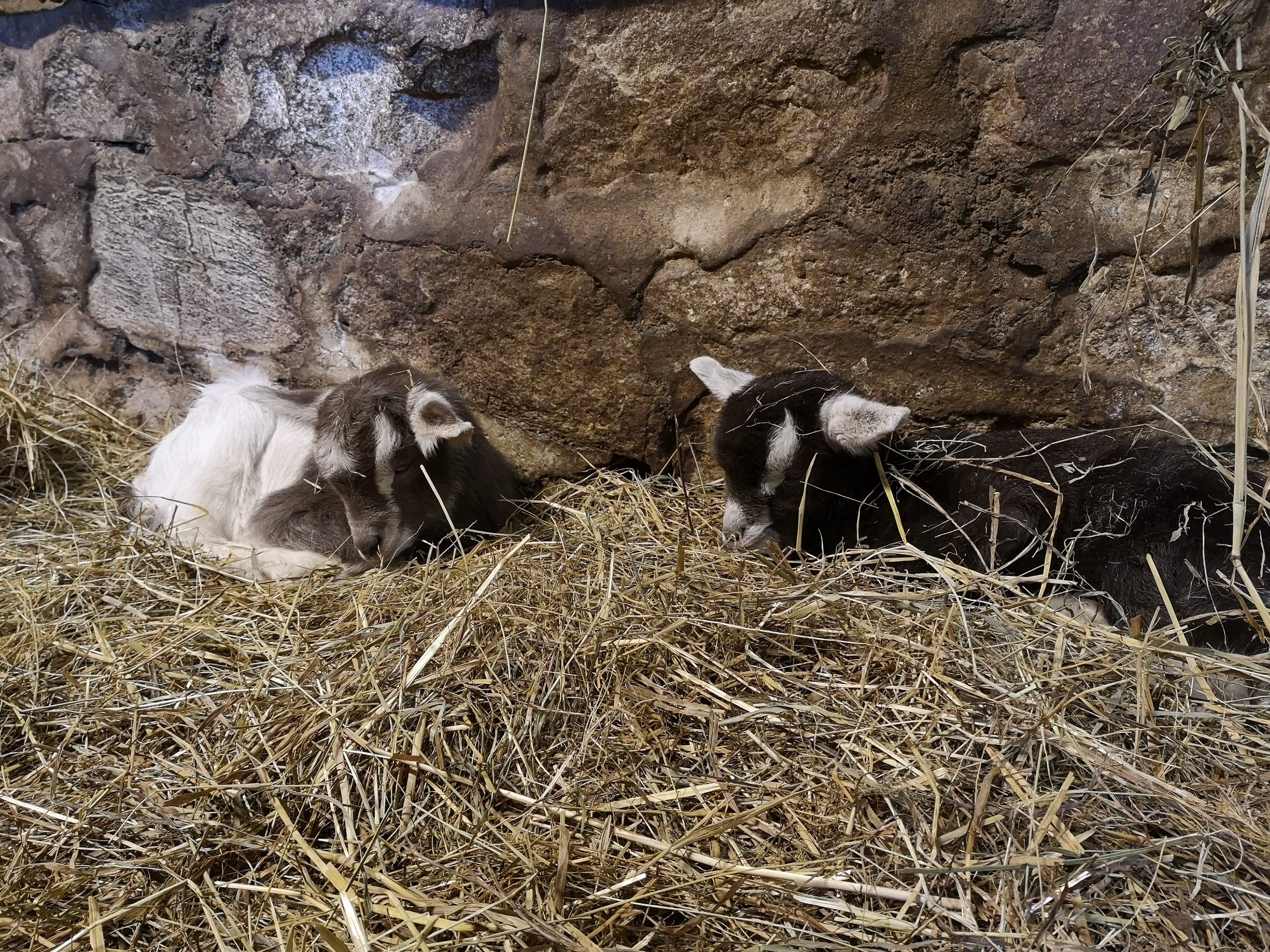 Deux chevreaux dorment dans la chèvrerie. Ils sont posé sur la paillent. L'un est marron et blanc, tandis que l'autre est noir et blanc.
