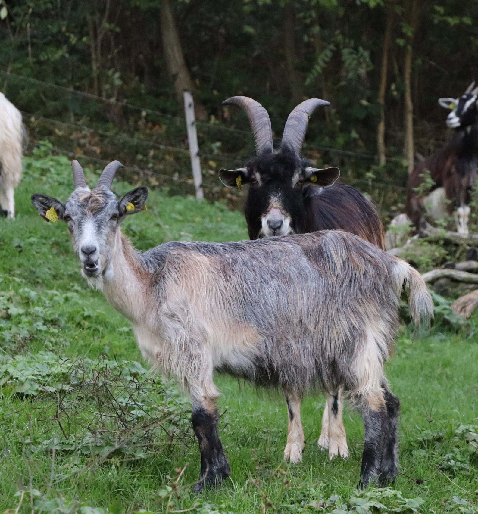 Une chèvre multicolore (gris, blanc, noir et marron) à poils longs en premier plan qui regarde la caméra. Derrière elle, un bouc noir regarde également la caméra.
