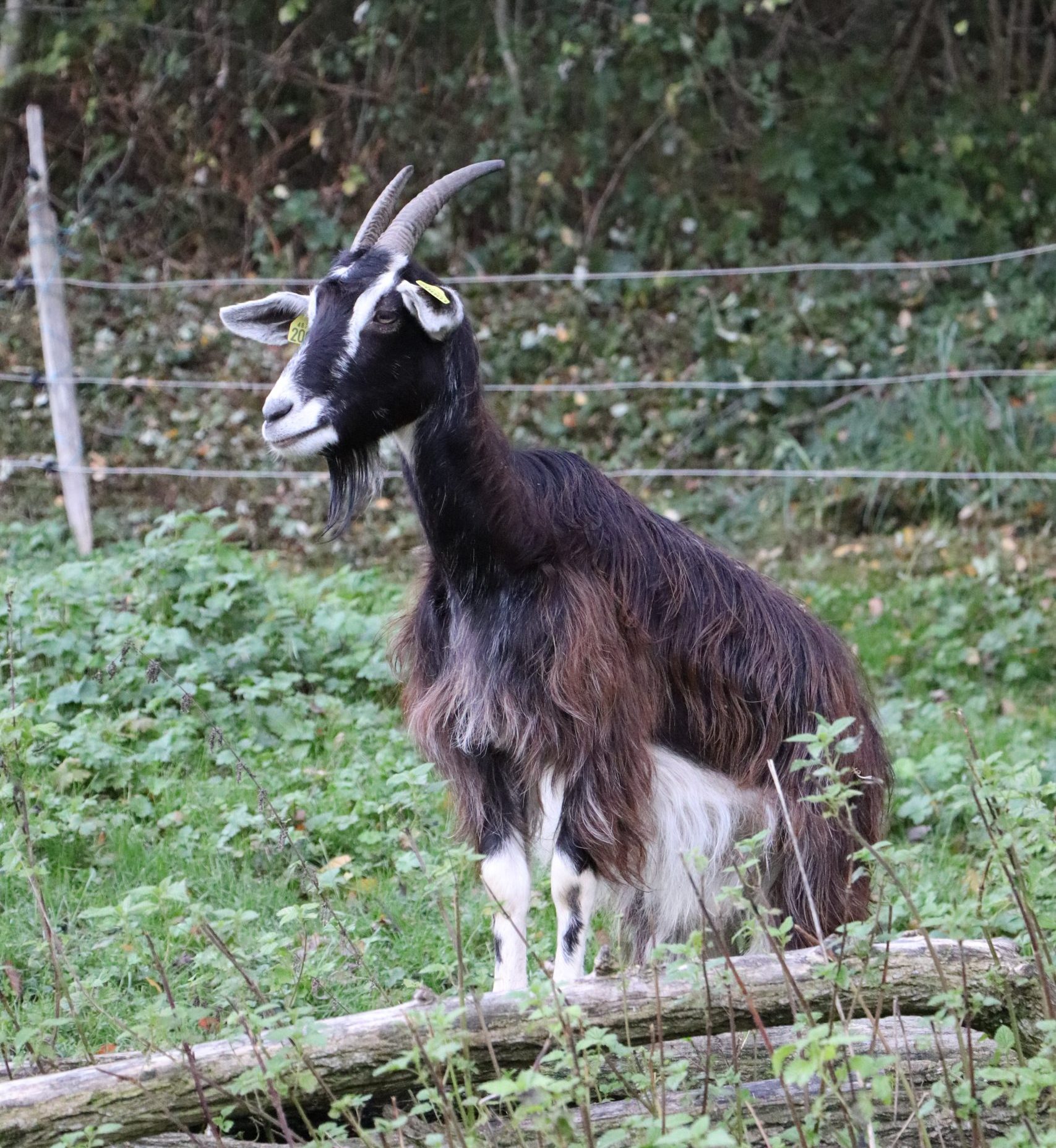 une chèvre noire et blanche debout sur un tas de bois qui regarde au loin.